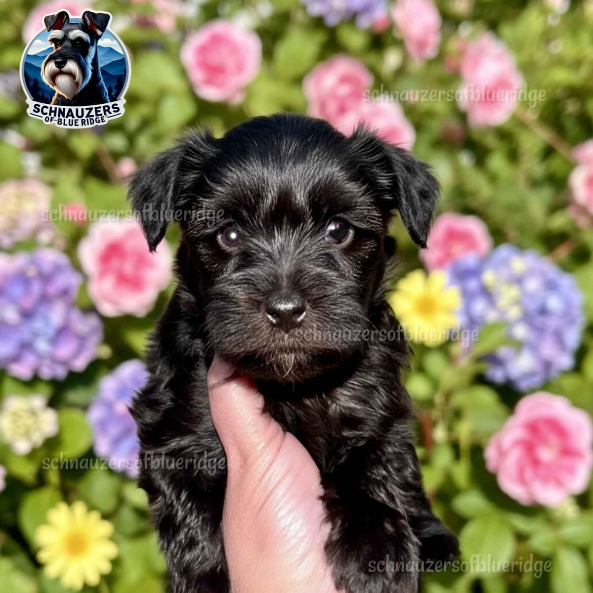 Miniature Schnauzer Puppies breeder image 9