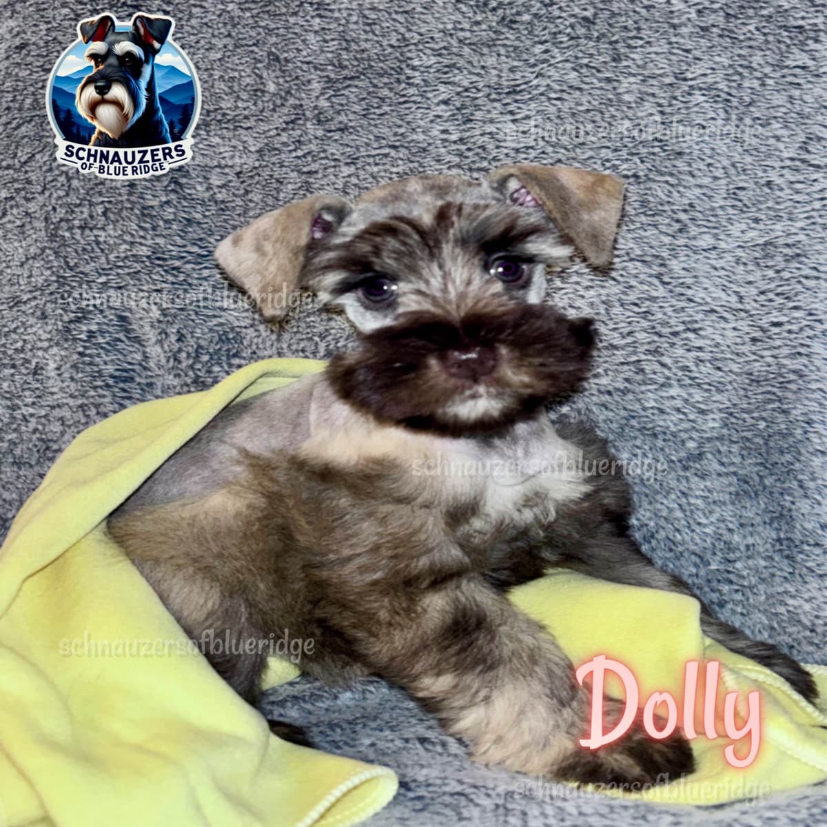 Miniature Schnauzer Puppies breeder image 10