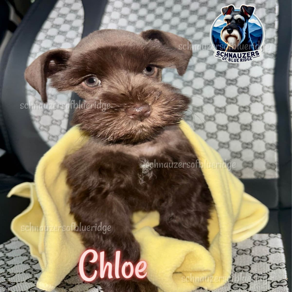 Miniature Schnauzer Puppies breeder image 11