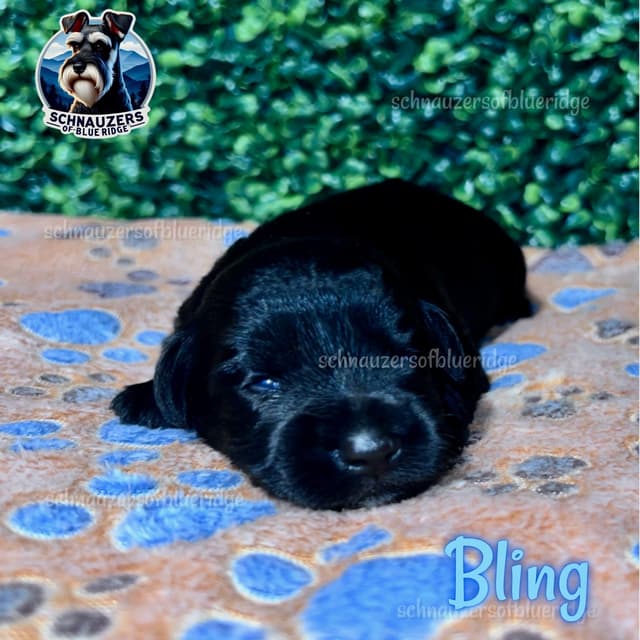 Miniature Schnauzer Puppies media 2