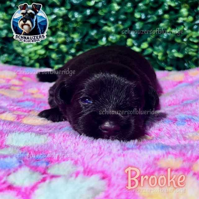 Miniature Schnauzer Puppies media 4
