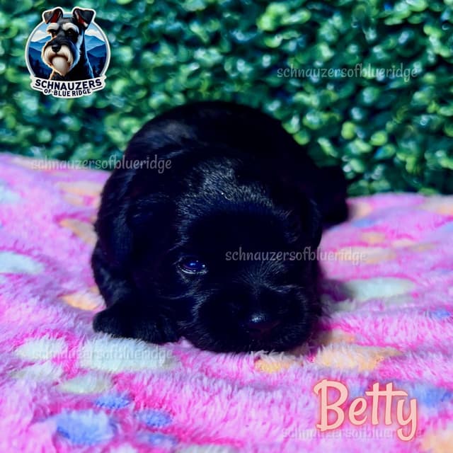 Miniature Schnauzer Puppies media 5