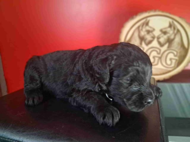 Gold Grain Giant Puppies media 5