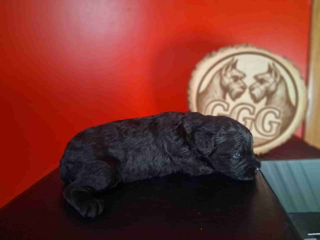 Gold Grain Giant Puppies media 12