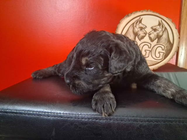 Gold Grain Giant Puppies media 6