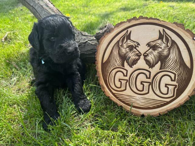 Gold Grain Giant Puppies media 2