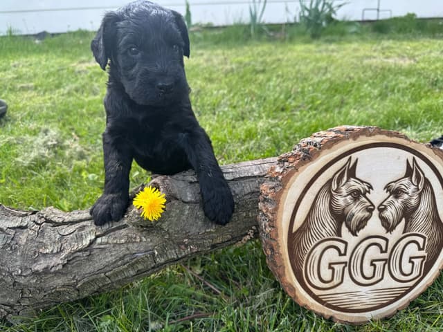 Gold Grain Giant Puppies media 4
