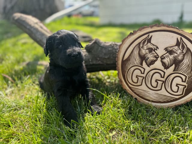 Gold Grain Giant Puppies media 9