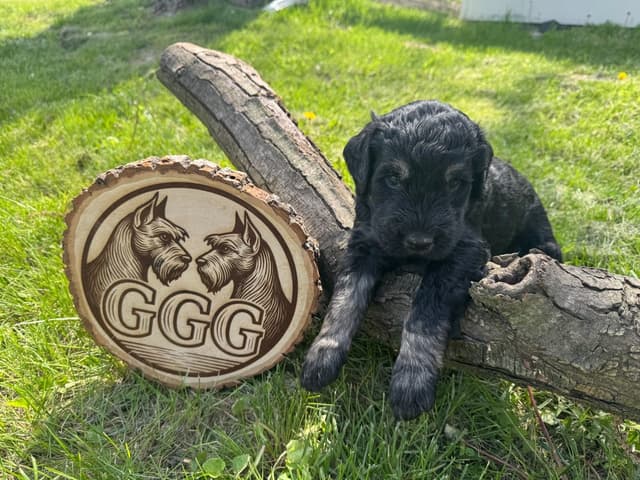 Gold Grain Giant Puppies media 3