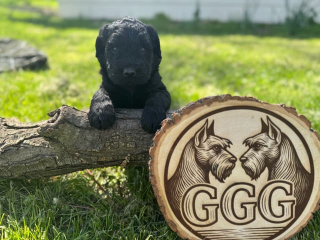 Gold Grain Giant Puppies media 11