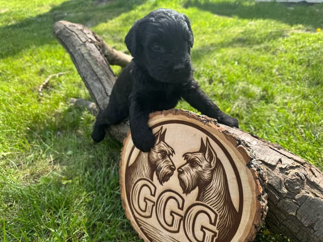 Gold Grain Giant Puppies media 7