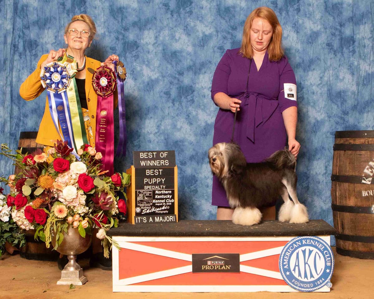 Puppy Culture/Avidog Raised Well Socialized Lowchen Puppies breeder image 2