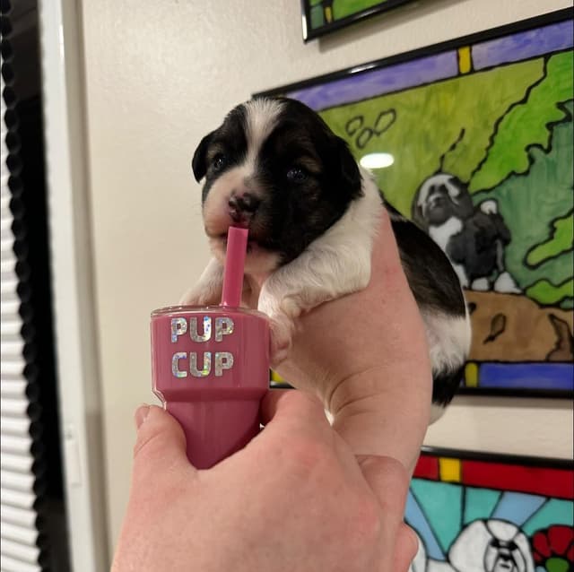 Puppy Culture/Avidog Raised Well Socialized Lowchen Puppies media 2