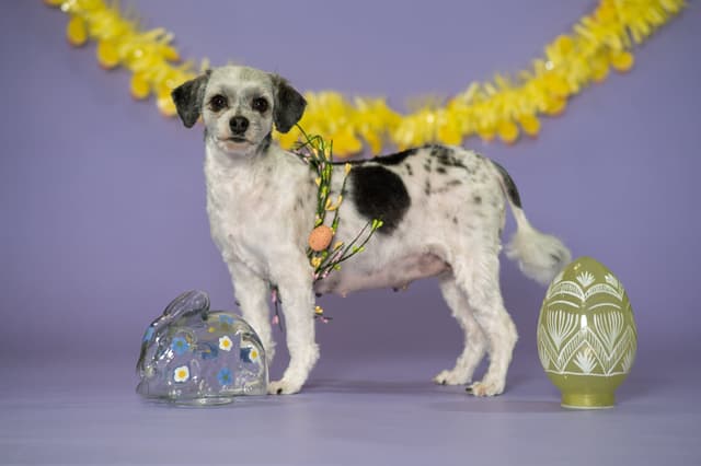 Puppy Culture/Avidog Raised Well Socialized Lowchen Puppies media 4
