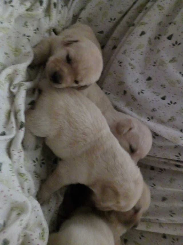Labrador Retriever Puppies media 2