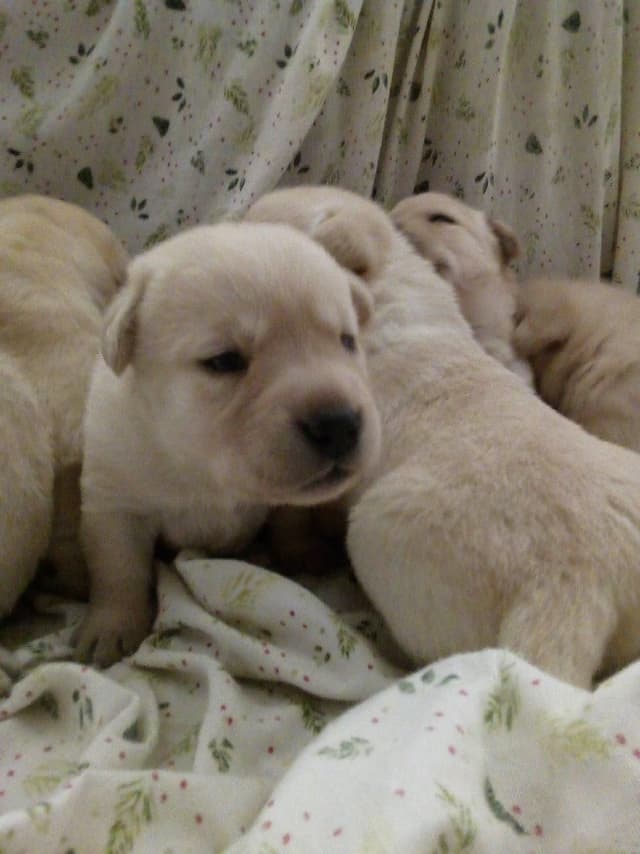 Labrador Retriever Puppies media 3