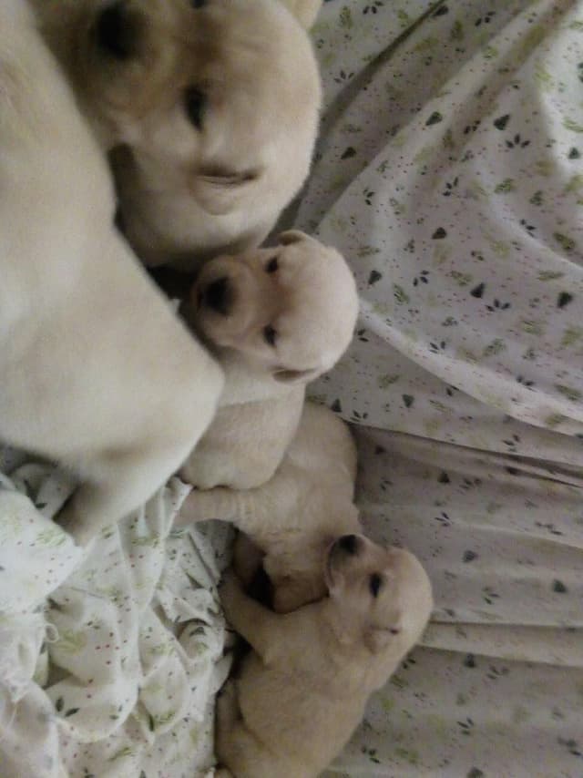 Labrador Retriever Puppies media 4