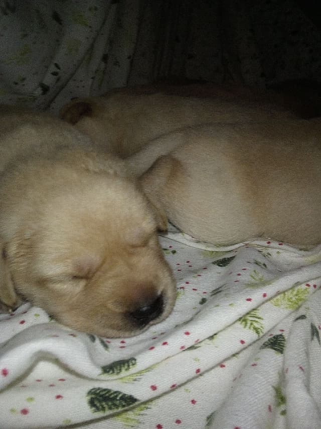 Labrador Retriever Puppies media 6