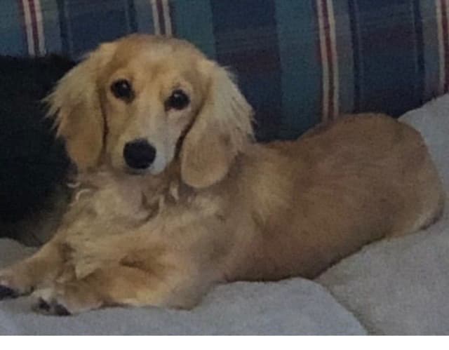 Dachshund Puppies media 8