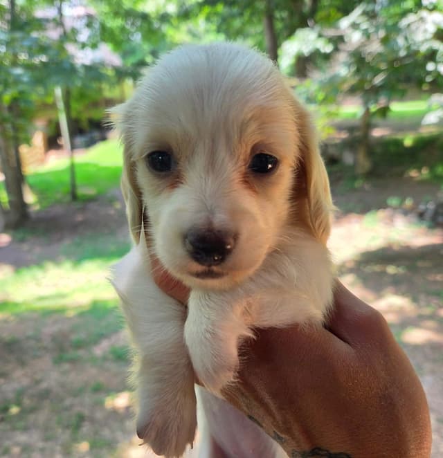 Dachshund Puppies media 4