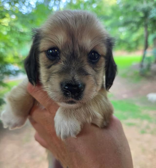 Dachshund Puppies media 6