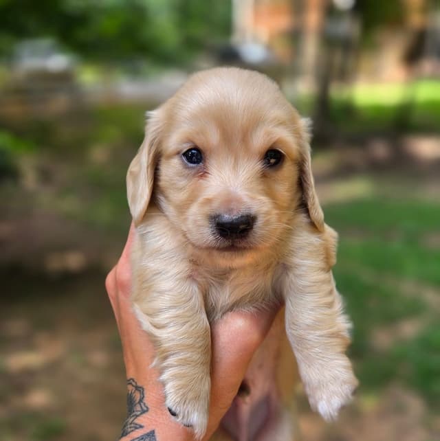 Dachshund Puppies media 2