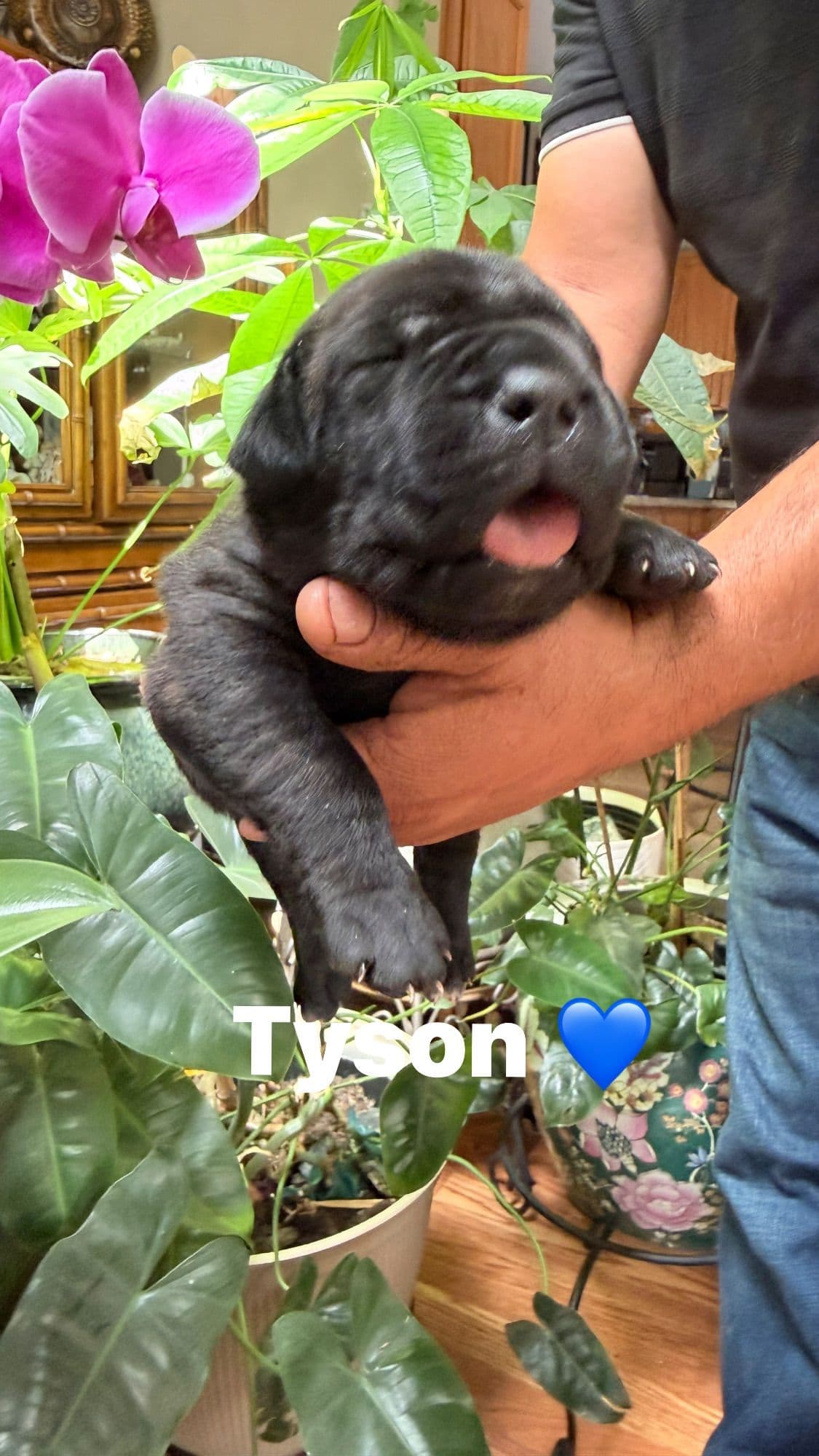 Cane Corso Puppies breeder image 1