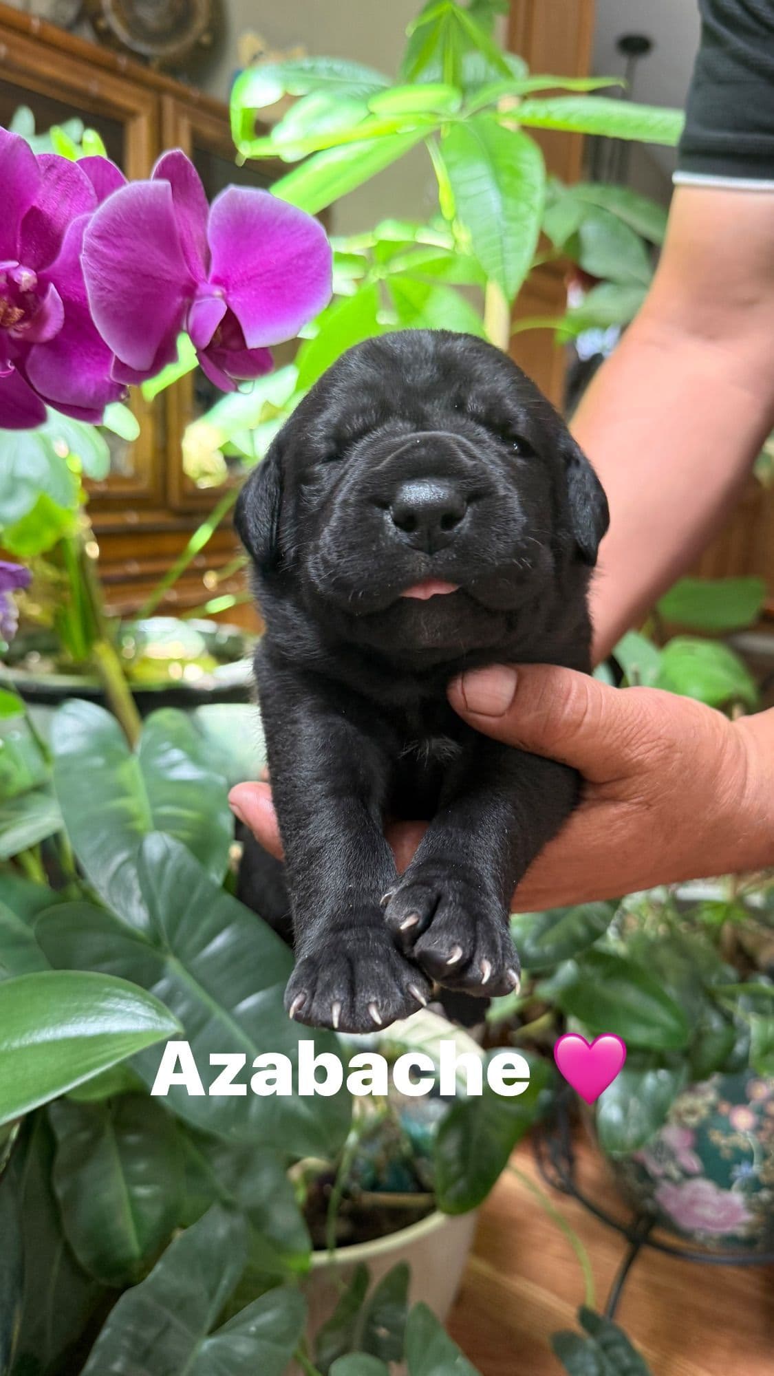 Cane Corso Puppies breeder image 2