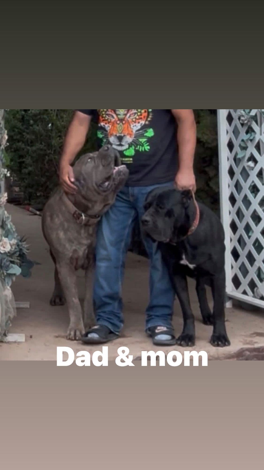 Cane Corso Puppies breeder image 3
