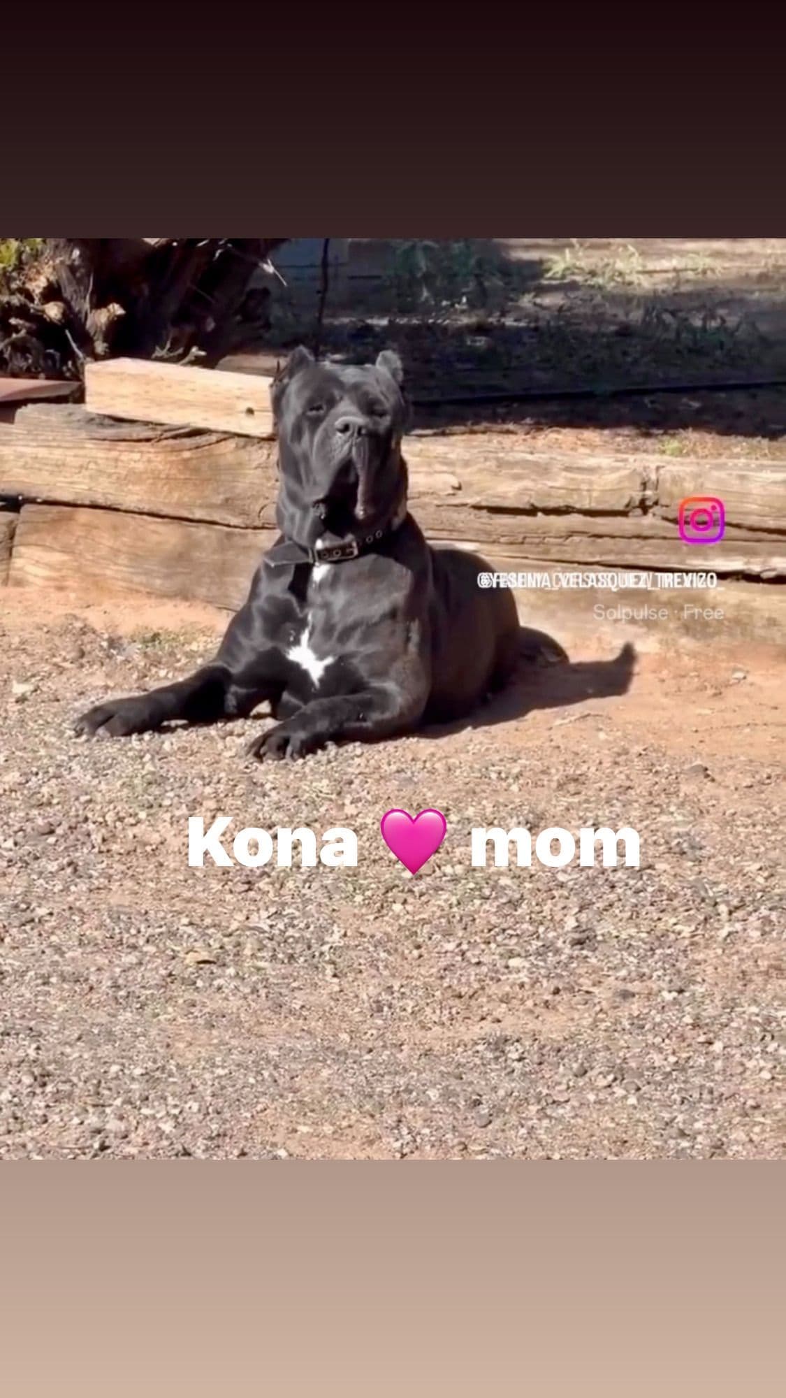 Cane Corso Puppies breeder image 4
