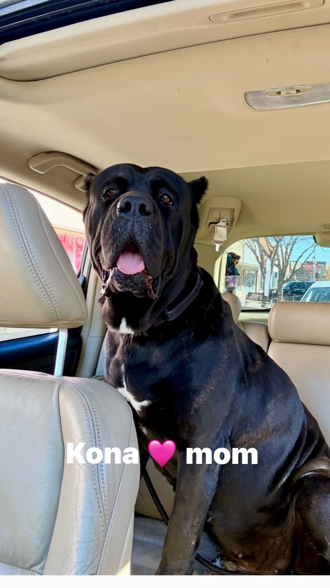 Cane Corso Puppies breeder image 5
