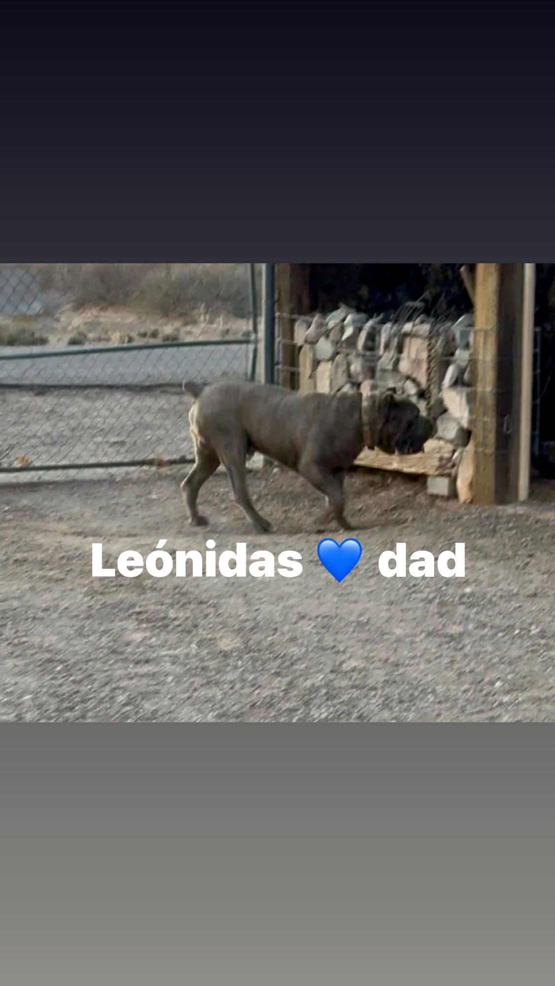 Cane Corso Puppies breeder image 6