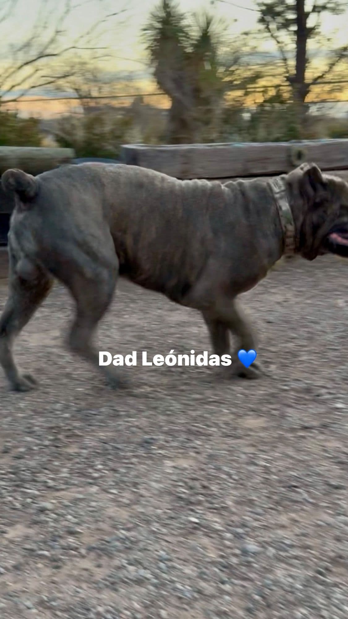 Cane Corso Puppies breeder image 7