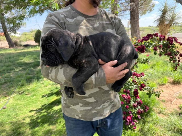 Cane Corso Puppies media 5