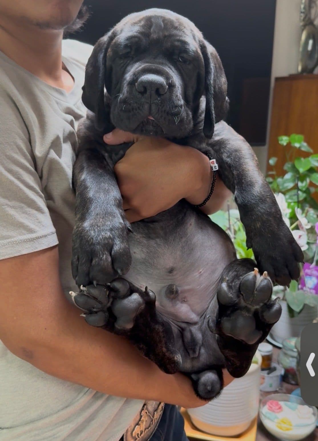 Cane Corso Puppies breeder image 8