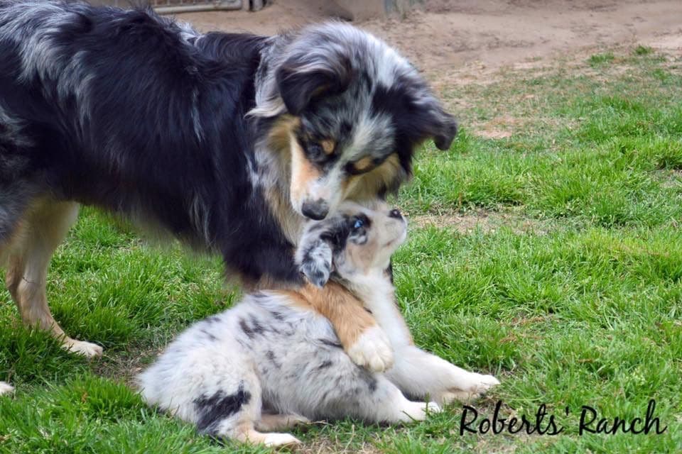 Australian Shepherd Puppies breeder image 2