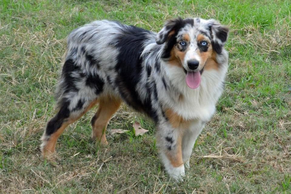 Australian Shepherd Puppies breeder image 4