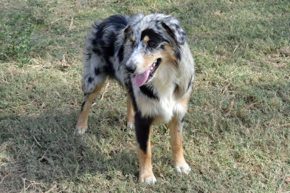 Australian Shepherd Puppies breeder image 3