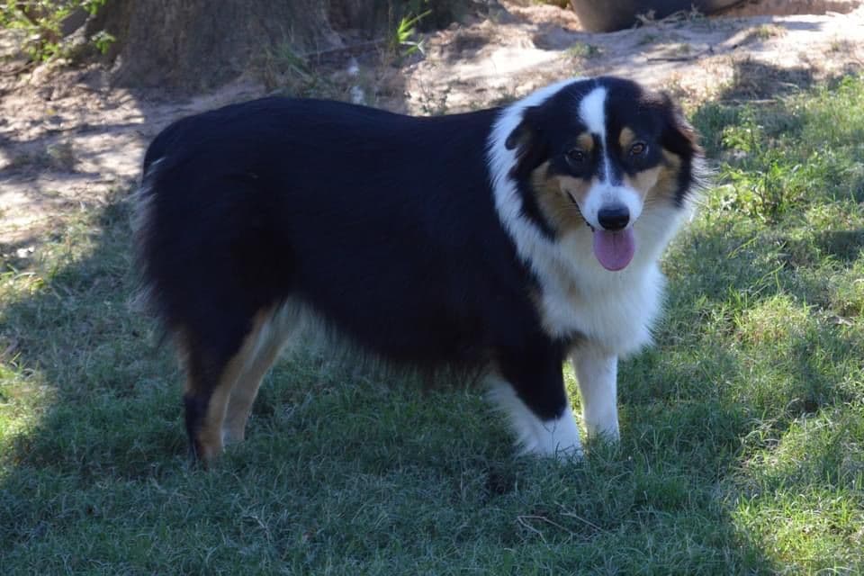 Australian Shepherd Puppies breeder image 8