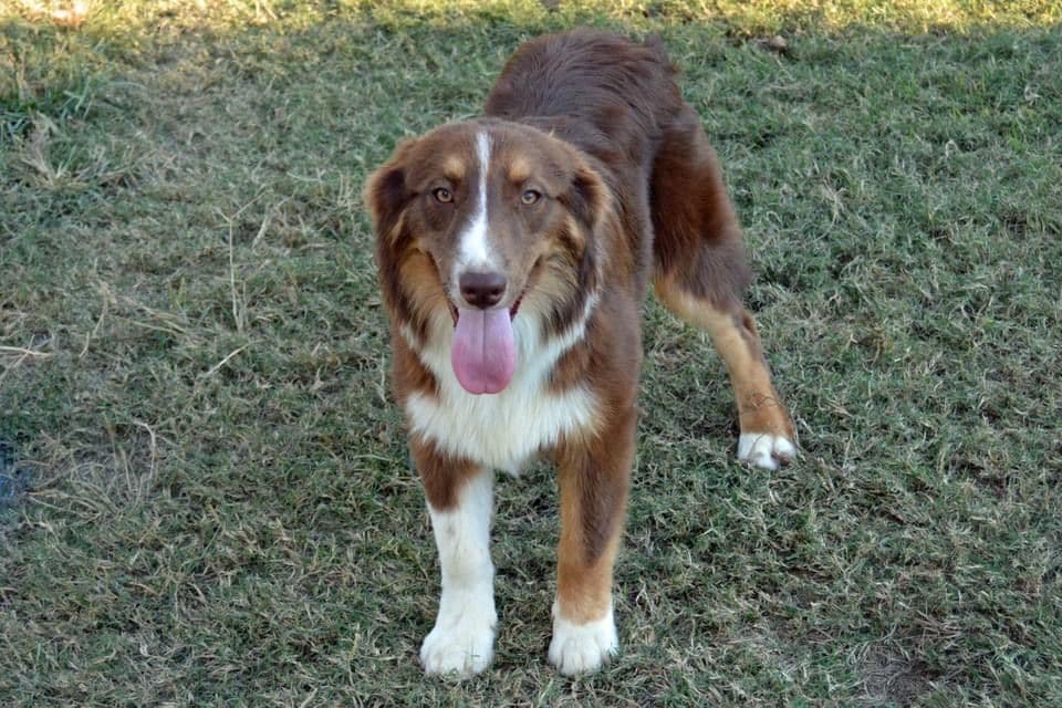 Australian Shepherd Puppies breeder image 9