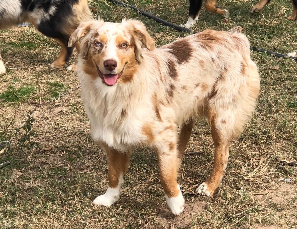 Australian Shepherd Puppies breeder image 10