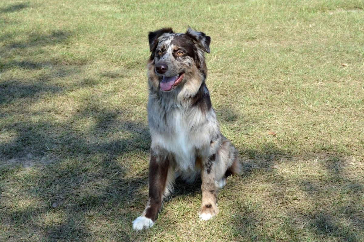 Australian Shepherd Puppies breeder image 12