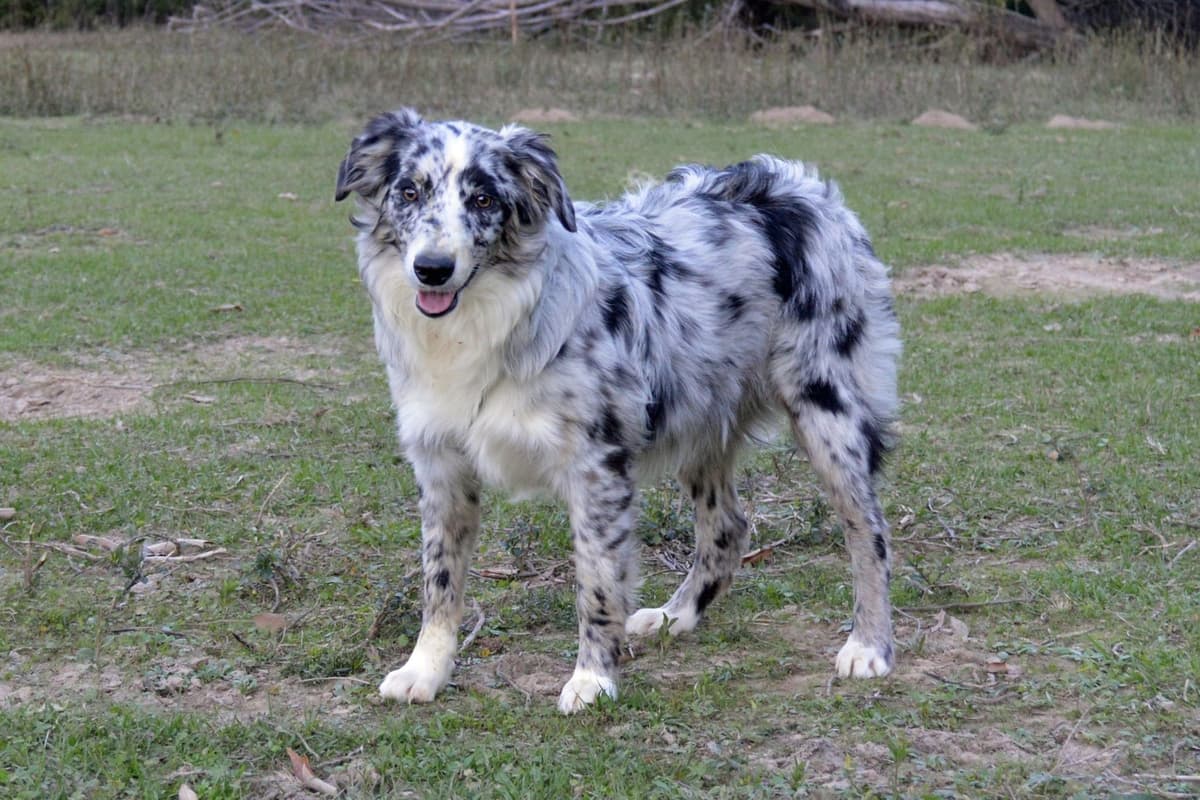 Australian Shepherd Puppies breeder image 11