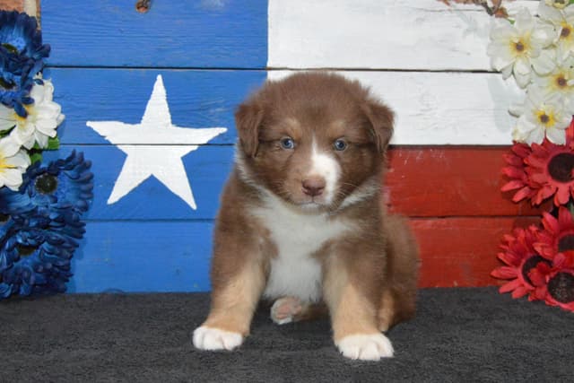 Australian Shepherd Puppies media 2