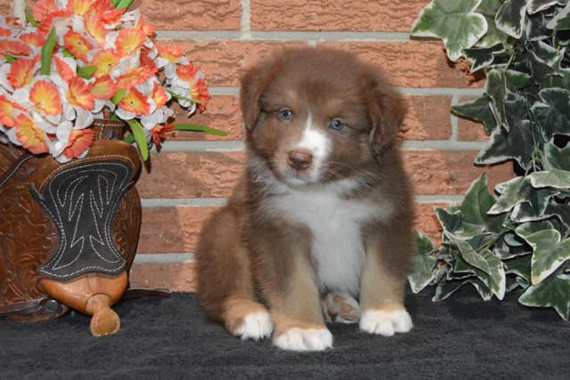 Australian Shepherd Puppies media 3