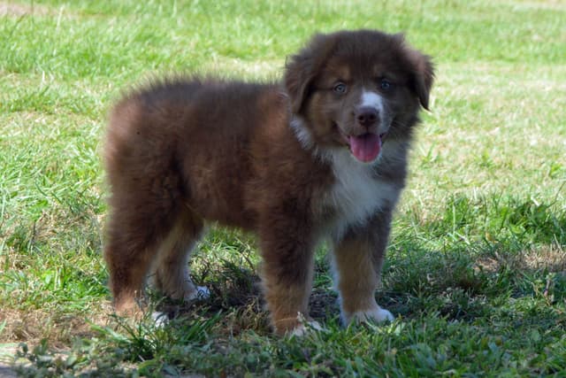 Australian Shepherd Puppies media 4