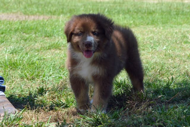 Australian Shepherd Puppies media 5