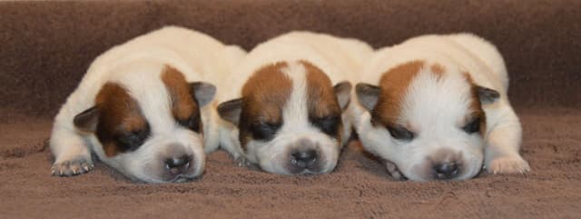 Australian Cattle Dog Puppies media 2