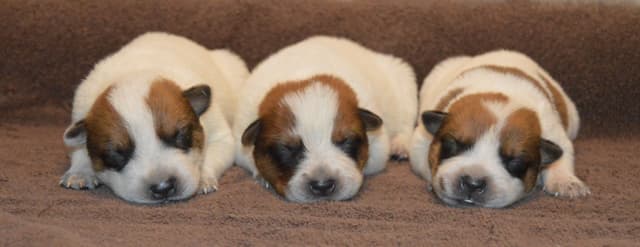 Australian Cattle Dog Puppies media 3