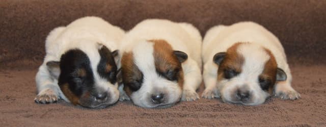 Australian Cattle Dog Puppies media 4
